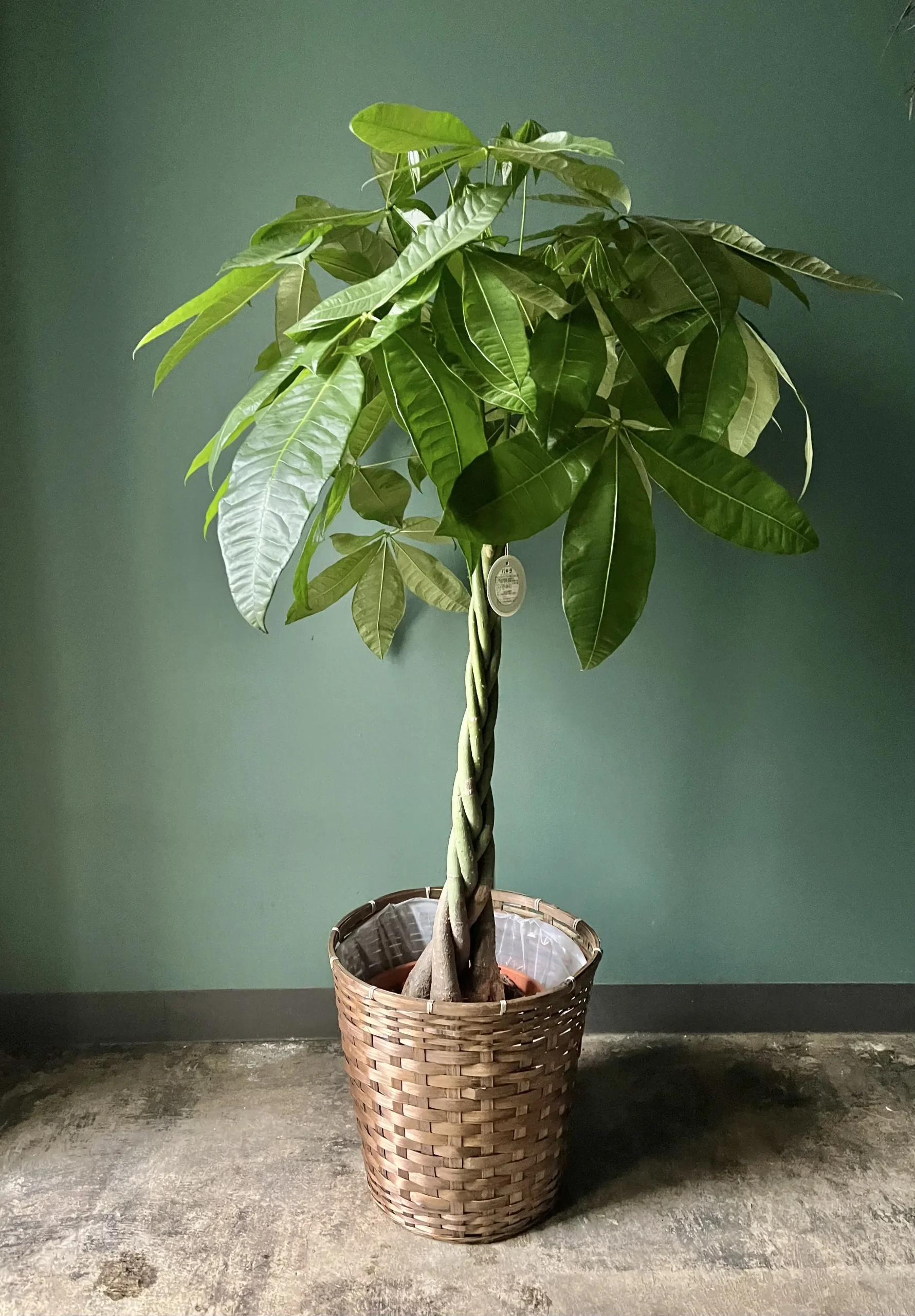 パキラ 発財樹 10号鉢 尺鉢 高さ140-160cm ラスターポット 観葉植物 パキラ（発財樹）10号鉢（尺鉢）高さ140-160cm ラスターポット